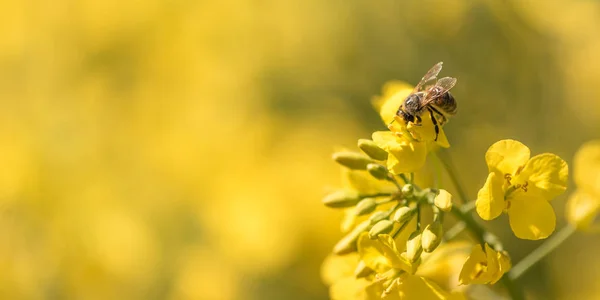 Honigbiene sammelt Nektar auf einer Rapsblüte — Stockfoto