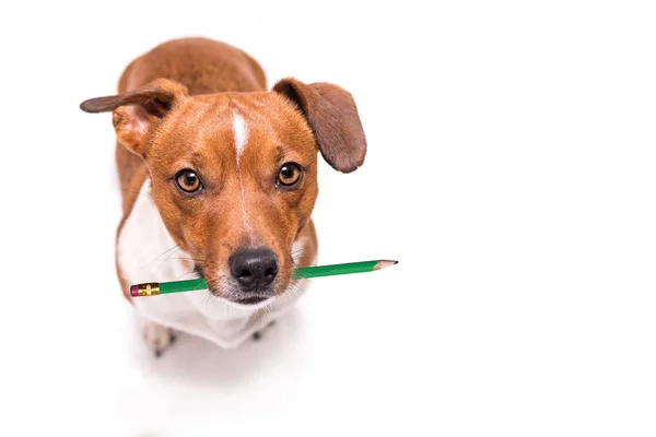 Bedårande Jack Russell Terrier hund innehar en penna i munnen. C — Stockfoto