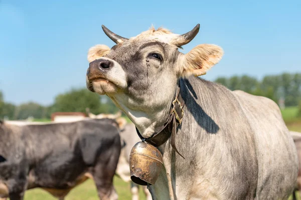 Retrato de vaca charolais. ganado en el prado — Foto de Stock