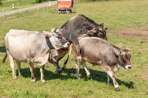 Vaca un toro están jugando juegos de sexo en los pastos en Baviera Alemania — Foto de Stock