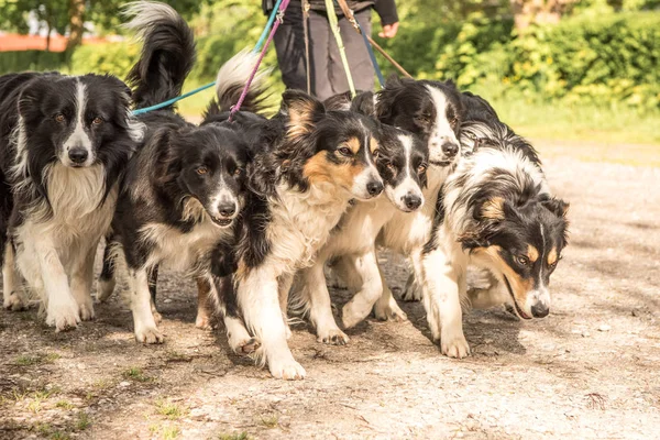 Wald with many dogs on a leash. A lot of boerder collies