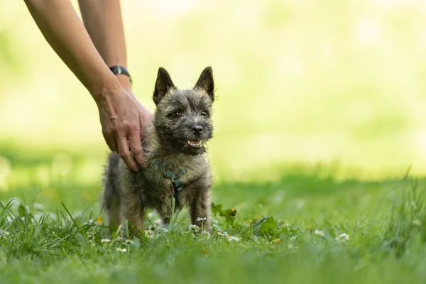 Cairn Terrier kiskutya 13 hetes. Aranyos kis kutya játék — Stock Fotó