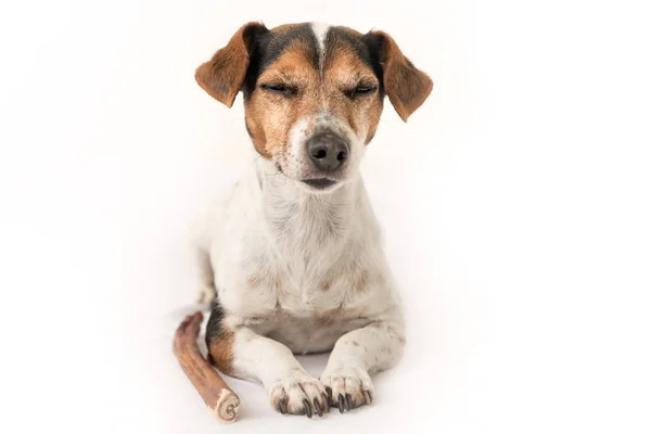 Poslušný Jack Russell Terrier je 10 let staré - zábavný malý pes — Stock fotografie