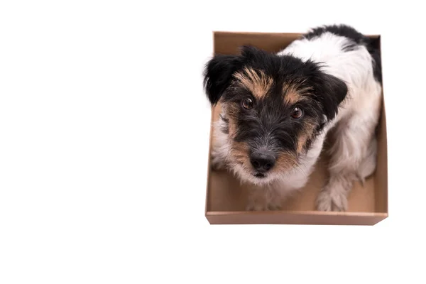 Roztomilý pes sedí v krabici a se dívá nahoru — Stock fotografie