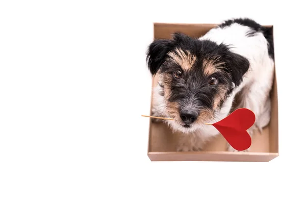 Valentine Dog está sentado en una caja con un corazón y mirando hacia arriba — Foto de Stock