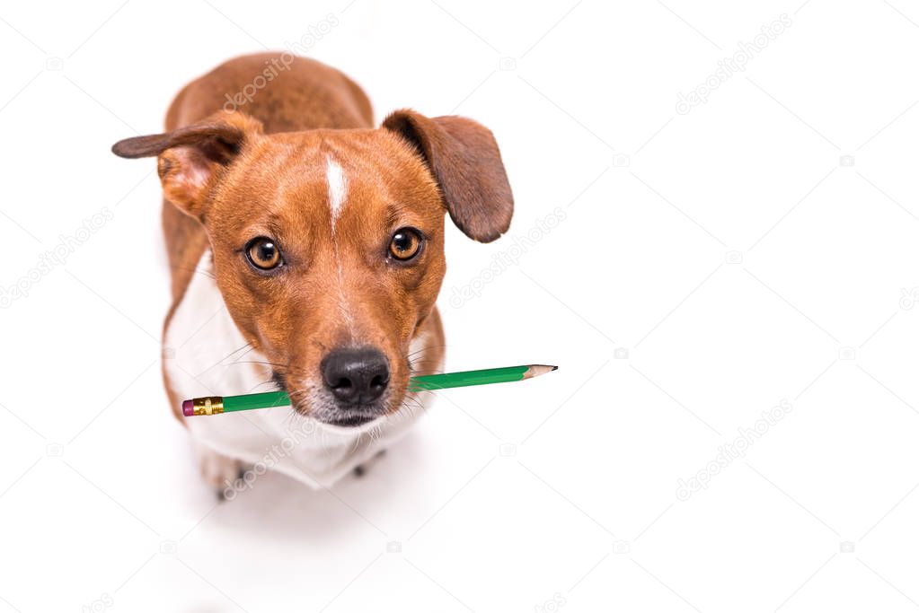 Adorable Jack Russell Terrier dog holds a pencil in his mouth. C