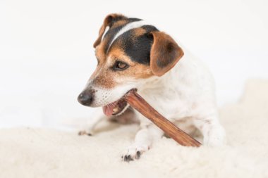 Jack Russell Terrier 10 yıl eski - şirin küçük köpek yiyor ve che