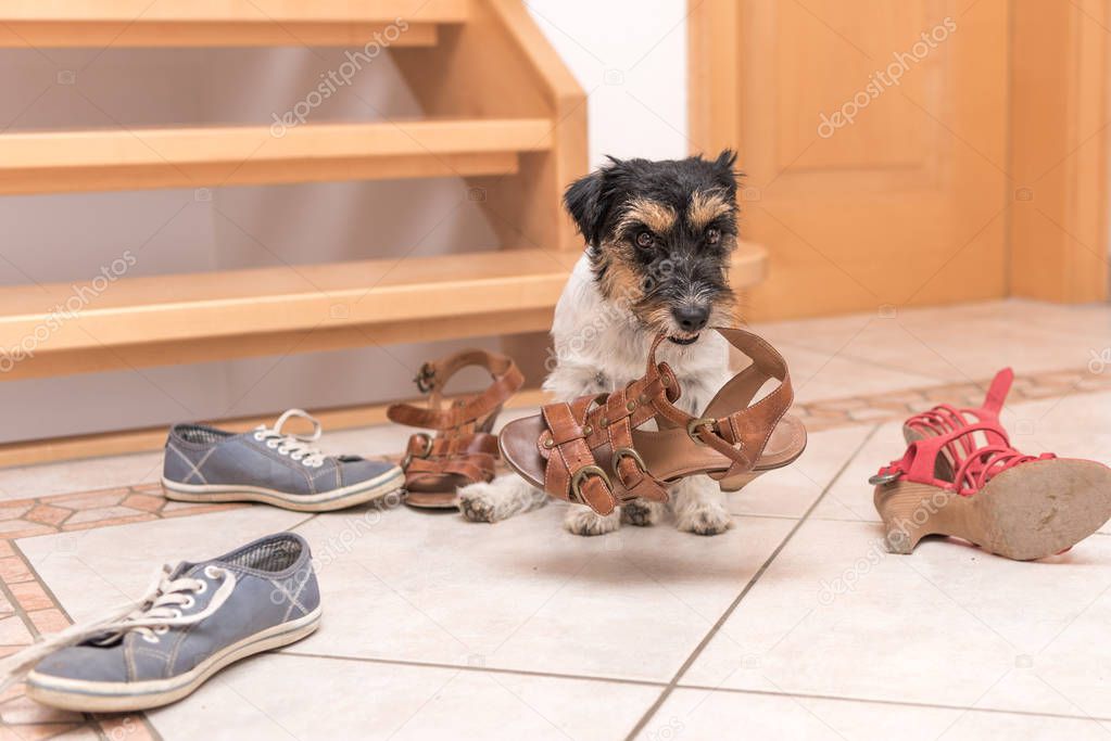 little cute obedient dog holds a shoe by clicker training - Jack