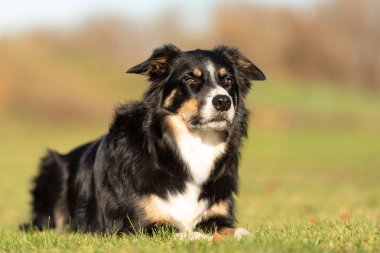 Kenar kömür ocağı portre. Köpek bir çayırda sonbaharda yalan söylüyor