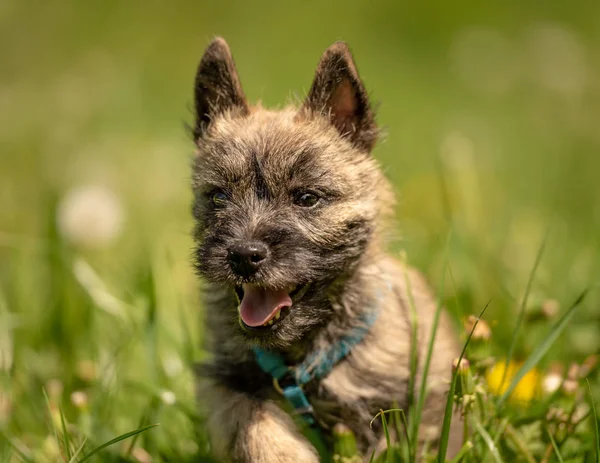 Cairn Terrier cachorrinho 13 semanas de idade. Cão pequeno bonito atropela um me — Fotografia de Stock