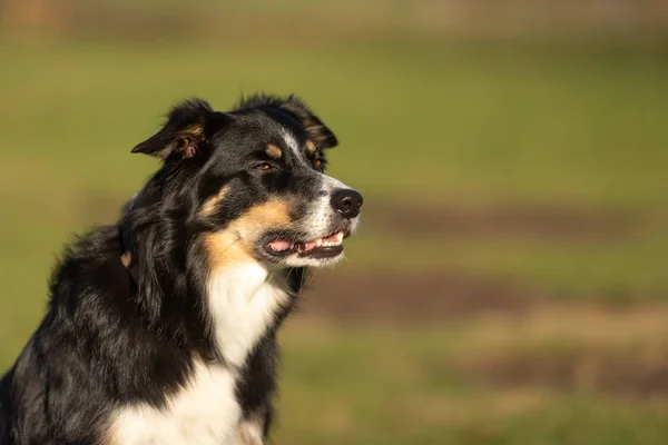 Kenar Kömür Ocağı Köpek Portre Gurur Köpek Ist Oturma Yeşil — Stok fotoğraf