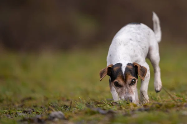 Jack Russell Terrier perro en el bosque — Foto de Stock