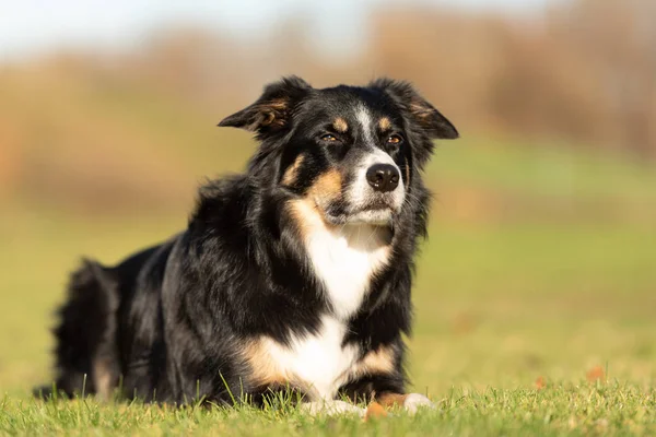 Kenar Kömür Ocağı Portre Köpek Bir Çayırda Sonbaharda Yalan Söylüyor — Stok fotoğraf