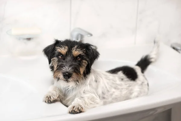 小狗放松在洗脸盆-杰克罗素泰瑞尔 — 图库照片