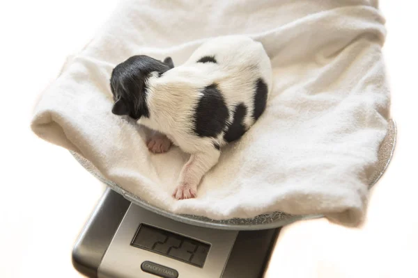 Bebé recién nacido perros - control de peso - un día de edad - jack russell — Foto de Stock