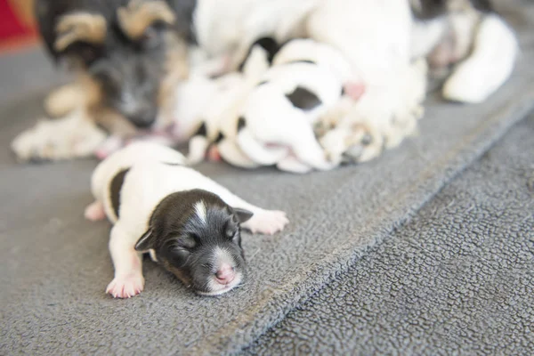 Newborn dog baby - one day old - jack Russell terrier puppy in f — стоковое фото