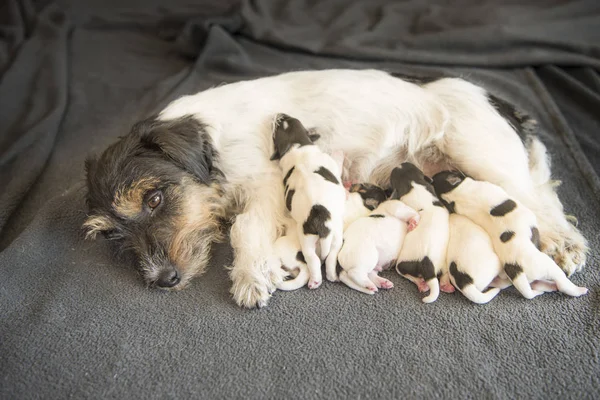 Newborn dog puppies - 8 days old - Jack Russell Terrier doggies — стоковое фото