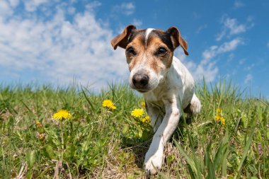 Jack Russell Terrier köpek mavi gökyüzü önünde bir meadwon üzerinde
