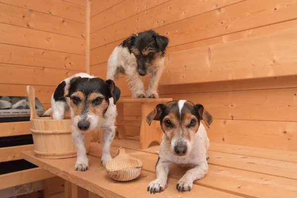 Małe słodkie psy w saunie - trzy jack russell terrier — Zdjęcie stockowe