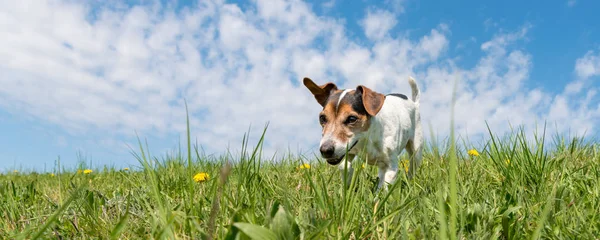 Jack Russell Terrier perro en un meadwon en frente del cielo azul — Foto de Stock