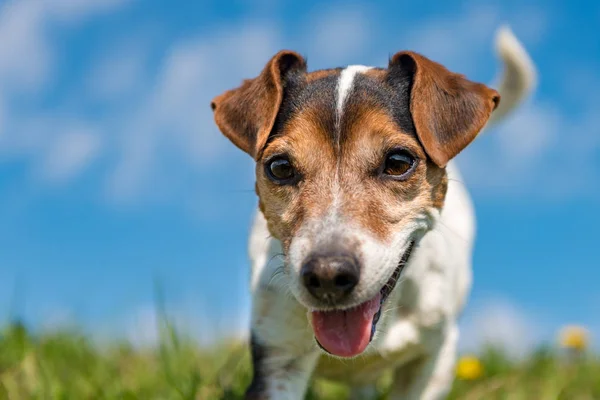 Jack Russell Terrier pies. Portret przed błękitne niebo — Zdjęcie stockowe