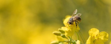 Bir tecavüz çiçek nektarı toplama Honneybee