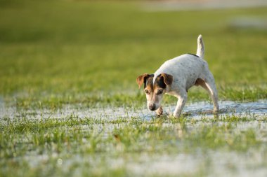 Jack Russell Terrier köpek 12 yaşında bir çayırda çalışıyor