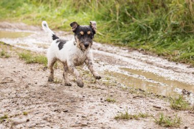 jack russell Terrier köpek hızlı bir ıslak kirli yol üzerine çalışıyor