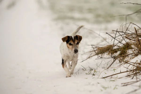 Собака-терьер Джека Рассела бежит по снежной зимней дорожке — стоковое фото