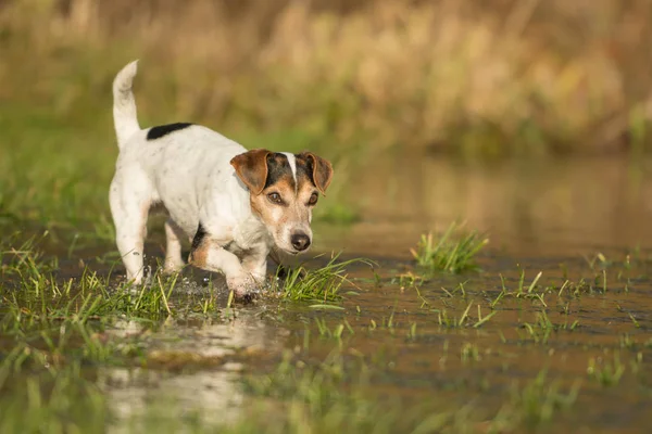 Jack Russell Terrier köpek 12 yaşında bir meado çalışıyor