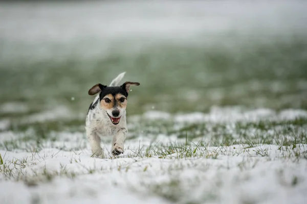 Τζακ Ρασελ σκύλος τρέχει πάνω από ένα λιβάδι χειμώνα χιονισμένο — Φωτογραφία Αρχείου