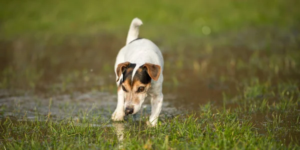 Cute Jack Russell Terrier dog 12 years old is running in a meado — Stock Photo, Image