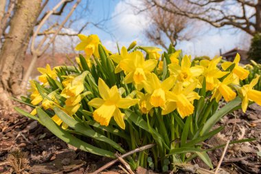 Nergis çiçek bahar önünde mavi gökyüzü