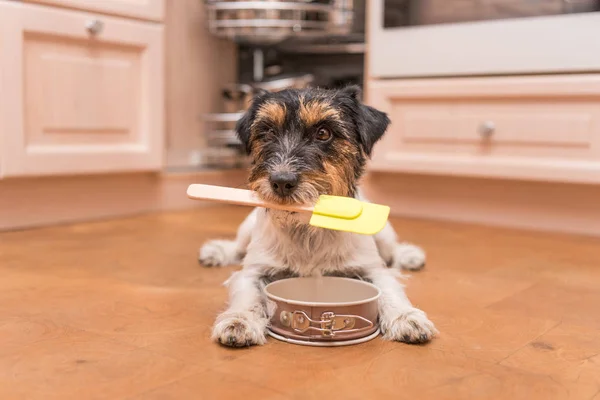 Liten söt hund matlagning och bakning - jack russell terrier hund — Stockfoto