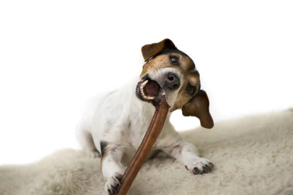 Jack Russell Teriér Roztomilý Malý Pes Žere Žvýká Potěšení Izolovaná — Stock fotografie
