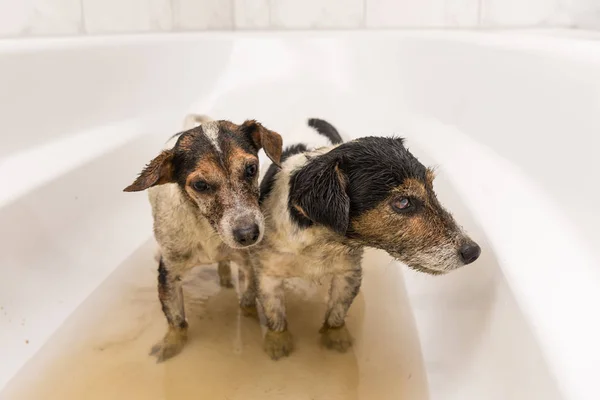 Cães sujos prontos para lavar — Fotografia de Stock