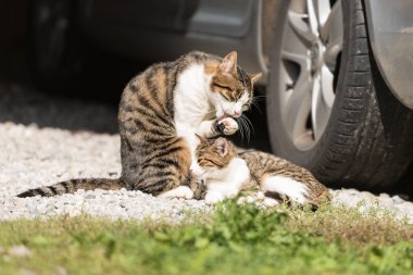 kedi ve yavru kedi arabanın altına