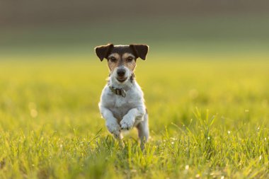 Jack Russell bir arka ışık yaz aylarında bir çayır üzerinde çalışan