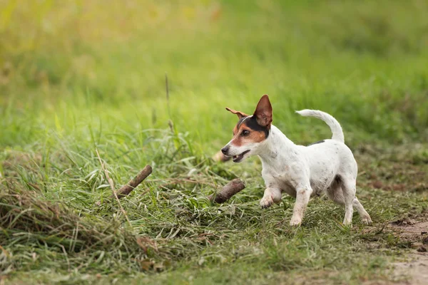 small dog runs and flies over a green meadow in spring. Jack Rus