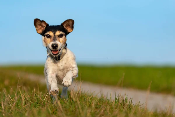 Jack Russell Terrier está corriendo frente al cielo azul sobre un camino —  Fotos de Stock