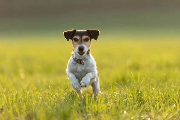 Jack Russell está corriendo sobre un prado en verano una luz de fondo — Foto de Stock