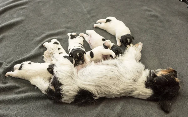 Cachorros recién nacidos - 14 días - Jack Russell Terrier perritos — Foto de Stock