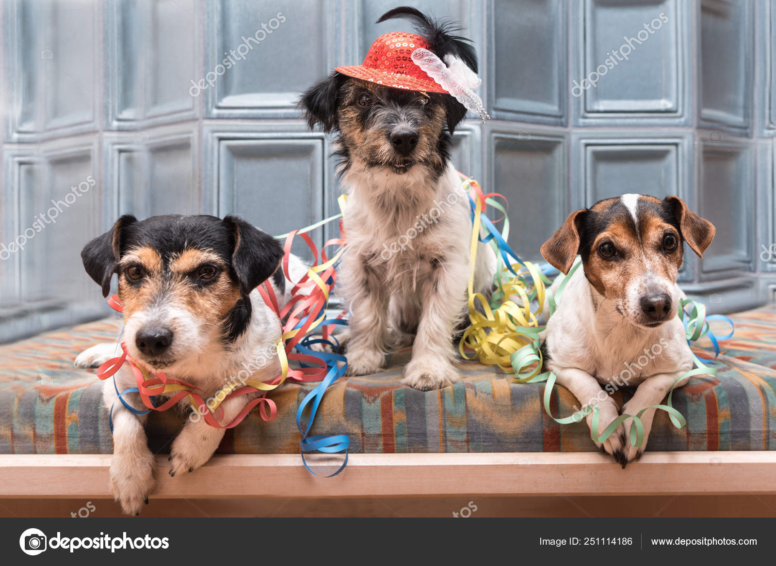 jack russell dressed up