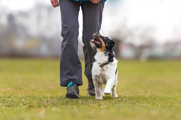 Tacón perfecto con un perro obediente Jack Russell Terrier. Deporte —  Fotos de Stock