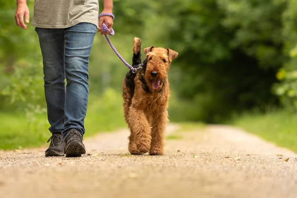 Айрдейл-терьер. Собачий дрессировщик гуляет со своей модной собакой — стоковое фото
