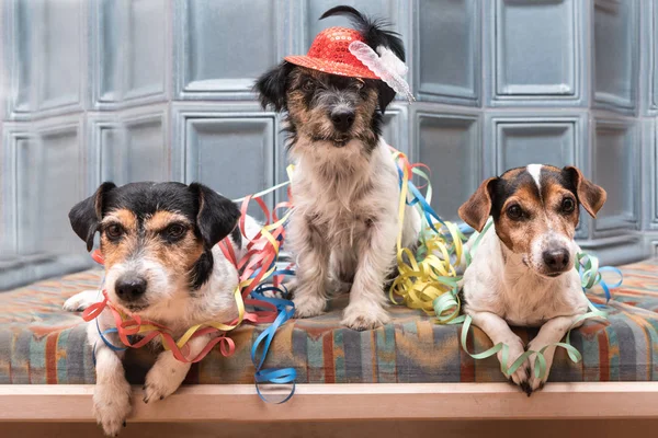 Listo para la fiesta - tres perros Jack Russell — Foto de Stock