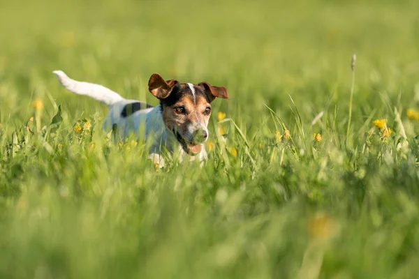 Engraçado Jack Russell Terrier cão executado em um prado florescendo verde — Fotografia de Stock