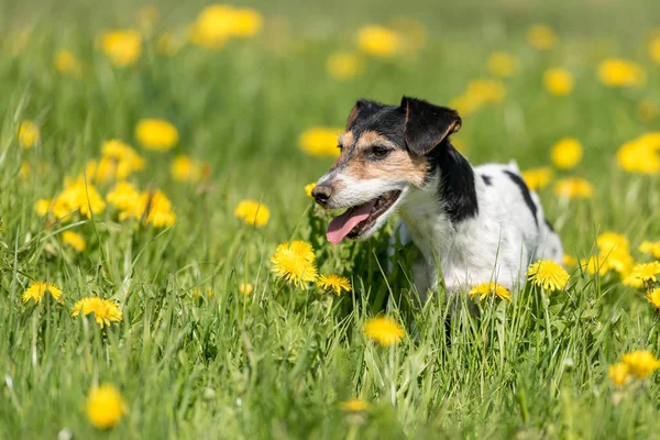 Jack Russell Terrier perro de 8 años sentado en una primavera verde m —  Fotos de Stock