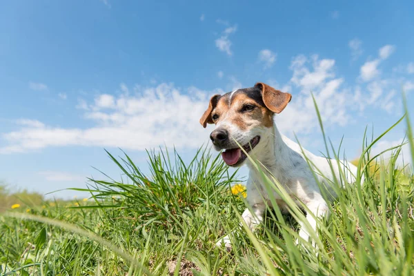 Jack Russell Terrier dog 10 years old sitting in a green spring — Stock Photo, Image