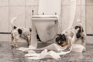 itaatsiz köpekler dairede bir karışıklık yapmak. Küçük dest